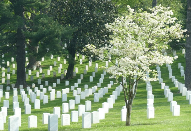 White blossoming tree in the Arlington National Cemetery.